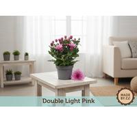 Chrys Licht Rose Double Pot Size 12 Cm Height 25 Chrysanthemum Mum Indoor Houseplant