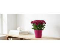 Chrys Mixed Ceramic Tst Pot Size 12 Cm Diameter 13 Chrysanthemum Mum Indoor Houseplant