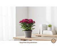 Chrys Mixed Double Pot Size 12 Cm Height 25 Chrysanthemum Mum Indoor Houseplant