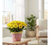 Chrys Mixed Original Pot Size 12 Cm Height 26 Chrysanthemum Mum Indoor Houseplant