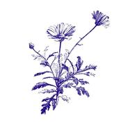 Chrysanthemum frutescens Marguerite Daisy Paris stem Vintage Engraving Decals 40x51.5cm Window Decals DarkBlue
