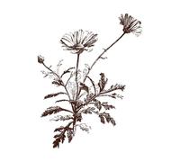 Chrysanthemum frutescens Marguerite Daisy Paris stem Vintage Engraving Decals 52x67cm Easy Installation Coffee