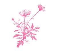 Chrysanthemum frutescens Marguerite Daisy Paris stem Vintage Engraving Decals 52x67cm Glass Stickers Pink