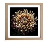 Chrysanthemum Photograph No.1 Framed Print | 18x18 Inch Oak Framed Wall Art | Ready to Hang | Modern Floral Picture | Living Room Bedroom Lounge Office