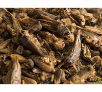 Chubby Mealworms Chubby Dried Crickets 2Kg Food For Reptiles & Fish