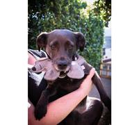 Chuckit Breathe Right Fetch Wheel Dog Toy