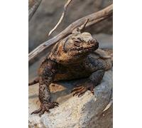 Chuckwalla Lizard on the Rocks Journal: 150 page lined notebook/diary
