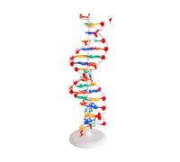 ChuYiElegance Double Model,Human Genes Learning Kit Professional Teaching