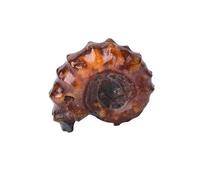 CHYIFSHIYM Natural Ammonite Fossil Shell 1.2 inch Healing Crystal Mineral Specimen from Madagascar for Home Decor & Geological Collection