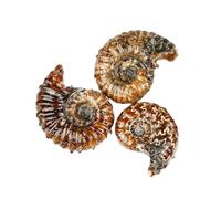 CHYIFSHIYM Natural Ammonite Fossil Specimen 4.3 Inches (11 cm) - Polished Gemstone Shell Fossil Mineral Decor for Home & Collection