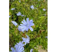 Cichorium Intybus Chicory 6 Plug Plants Wildflower