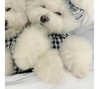 ciciglow Pet Plaid Cotton Sleepwear Soft Comfortable Dog Pajamas for Puppy Cat with Back Pocket Spring Summer (Deep Blue M 25cm/9.8in Length, 35cm/13.8in Bust,)