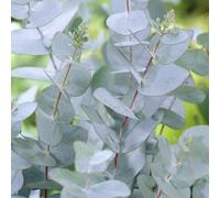 Cider Gum Outdoor Shrub Plant Eucalyptus Gunnii Garden Plants 2L Pot Tree Plant Theory Green One Size