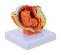 Ciieeo 1pc Full Term Female Uterine Embryo Model Detailed Nine Month Pregnancy Display for and Teaching and Safe Material for Nursing Schools and Health Institutions