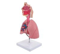 Ciieeo 1Pc Respiratory Lung Model Anatomical Teaching Tool for Physiology and Anatomy Education Medicine and Nursing Schools Craftsmanship for Students and Health