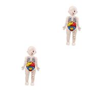Ciieeo 2 Sets Human Organs Model Educational Anatomy for Interactive Human Viscera Cognitive Tool for Classroom Home Learning Safe Material for Early Development