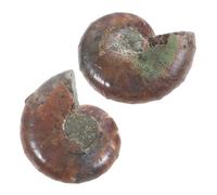 Ciieeo 2Pcs Educational Ammonite Model Specimens for Geology and Paleontology Study Detailed Leaf-like Spiral Ornaments for Collectors and Home Decoration Gifts