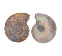 Ciieeo 2pcs Educational Ammonite Models Natural Sliced Specimen for Learning Decoration Unique Patterns Textures Adornment for Collectors Enthusiasts