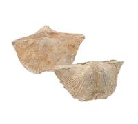 Ciieeo 2pcs Educational Epifaunal Specimen Models Shell Specimen Adornment Toys for Boys