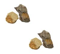 Ciieeo 2sets Trilobite Tail Specimen Classroom Teaching Material for Students Natural Desktop Ornament for Educational Use Safe and Creative Learning Tool 2pcs*2