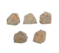 Ciieeo 5pcs Trilobite Specimen Random Shapes for Teaching Decoration Ancient Creature Models for Research and Collection for Enthusiasts and Educational Use
