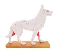 Ciieeo Canine Acupuncture Anatomy Tool for Veterinary Students Easy to Clean for Learning Displays and Comprehensive Practice