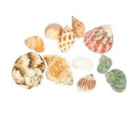 Ciieeo Crab Shell Aquarium Conch Ornament for Home Decor DIY Crafts Material for Aquatic Landscapes Safe Natural Design for Fish and Crabs Sturdy Desktop Decoration