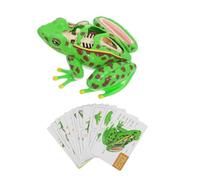Ciieeo Detachable Frog Anatomy Educational Model Realistic Dissection Kit for Kids Interactive Learning Tool with Simulated Organs for School Science Projects