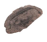 Ciieeo Dinosaur Skeleton Resin Craft Educational Dinosaur Skull Model for Students and Teaching Home Decoration and Learning Kit