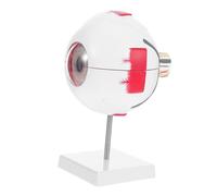 Ciieeo Enlarged Human Eye Model with Detachable Stand Numbered Anatomical Cross Section Eye Model for Medical Teaching Science Classroom Display and Visual System Education