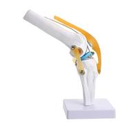 Ciieeo Human Anatomy Representation with Functional Ligaments for Biology and Flexible Cord Design for Enhanced Learning