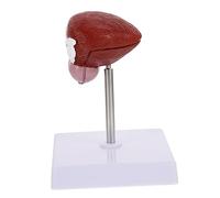 Ciieeo Human Bladder Anatomical Model with Lifelike Appearance Vivid Color Teaching Aid for Classroom Science Education Realistic Part Medical Bladder Model for Student Learning