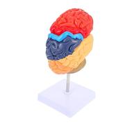 Ciieeo Human Brain Teaching Model Anatomical Display for Education Easy to Use Learning Instrument for Students Teachers Removable Design Safe