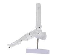 Ciieeo Human Foot Joint Anatomical Model Foot Bone Model for Detailed Ankle Joint Structure Teaching Aid for Schools and Hospitals