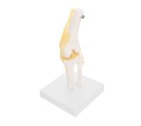 Ciieeo Human Knee Joint Model with Ligaments for Teaching Anatomical Study Aid Removable Base Detailed Skeleton Demonstration Tool