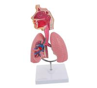 Ciieeo Human Respiratory Lung Model PVC Anatomy Teaching Tool for Medical and Nursing Schools Structure Educational Aid for Physiology and Anatomy Study