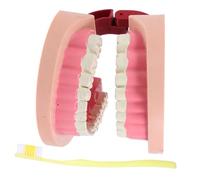 Ciieeo Human Teeth Model Realistic Tooth for Science Education Versatile Learning Aid for Biology Lessons Safe and Detailed Standard Tooth Model for Oral Health Teaching