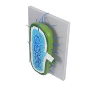 Ciieeo Interactive Cell Model with Detailed Organelles DIY Biology Teaching Tool for Science Classrooms Enlarged Prokaryote Structure for Student Learning and Demonstrations