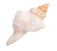Ciieeo Massive Striped Conch Shell Natural Beach Decor for Wedding Decorations Vase Filler Air Plants Aquarium Landscapes Photography Props and Sea Themed Party Accessories