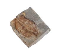 Ciieeo Natural Trilobite Specimen Real Collection for Teaching and Paleontology Education Unique Retro Style Ancient Animal Model for Science Learning