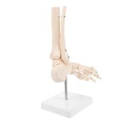 Ciieeo PVC Foot Bone Model with Ankle Joint Teaching Skeleton for Medical Students Orthopedic Patient Education and Anatomy Study