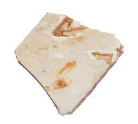 Ciieeo Real Fossilized Fish Sample for Boys and Girls Educational Teaching Tool Home Decor Ornament Material Dinosaur Random Style