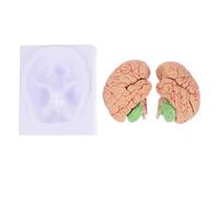 Ciieeo Realistic Human Brain Anatomical Model with Blood Vessels and Base, Pvc Material for Teaching Anatomy in Nursing Schools and Brain Anatomy Demonstrations, for Students