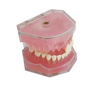 Ciieeo Teeth Model Study Analysis Removable Standard Oral Education Tooth Model for Teaching Practice Includes and Fixed Prosthesis for Demonstration and Study