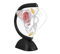 Ciieeo Transparent Model Structure Organ Model Transparent Parts Visible Human Model Female Pelvic Model Human Body Teaching Model Female Anatomical Model Anatomy Model Pvc