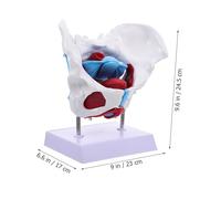 Ciieeo Unbreakable PVC Female Pelvic Model with Detachable Pelvic Floor Muscles for Medical Teaching and Demonstration Anatomical Pelvis for Doctor Nurse and Student Practice