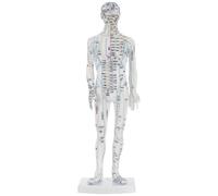 CIMAXIC Human Body Acupuncture Model Full-Body Meridians Simulation, Male Training Mannequin in White, Acupoint Display Model for Chinese Medicine Practice and Hospital Use