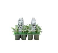 Cineraria Silver Dust 12-Pack - Elegant Silver Foliage for Your Garden