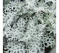 Cineraria Silver Dust | Garden Ready Half-Hardy Perennial Bedding Plants 6 Pack