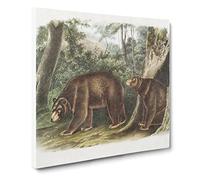 Cinnamon Bears by John Woodhouse Audubon Canvas Print | Gallery Wrapped 30mm Frame Wall Art | 14x14 inches | Ready to Hang | Retro Animal Picture | Living Room Bedroom Lounge Office